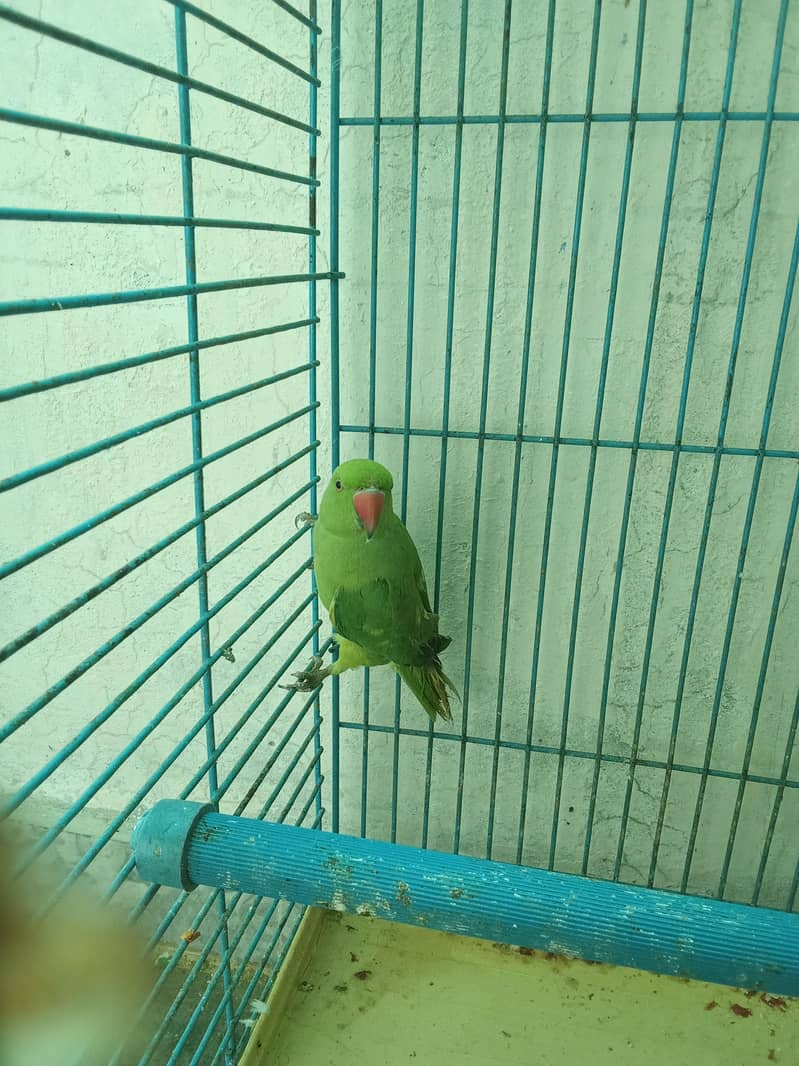Parrot Pair 3