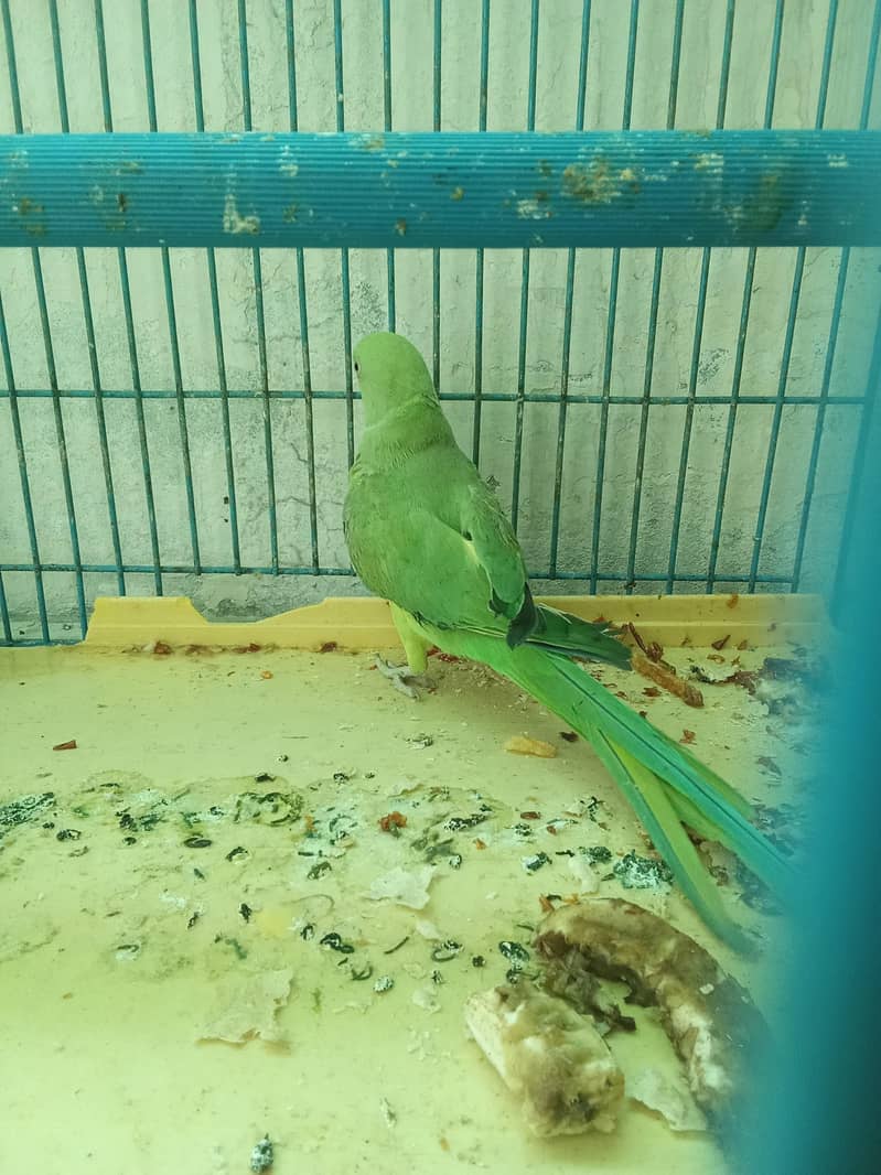 Parrot Pair 4