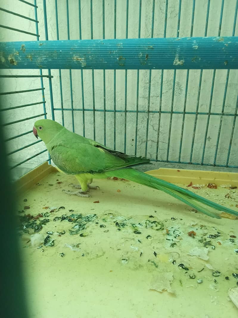 Parrot Pair 5