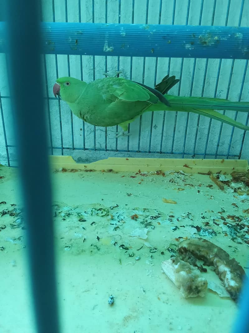 Parrot Pair 6