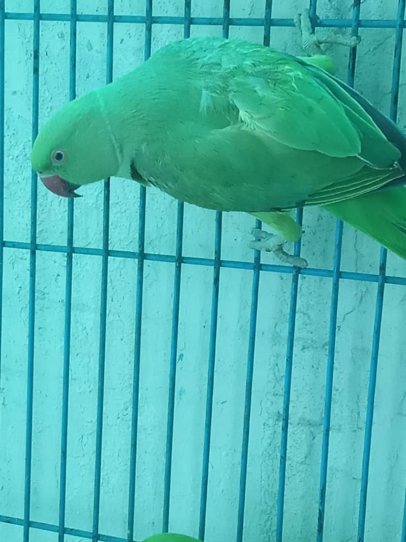 Parrot Pair 7