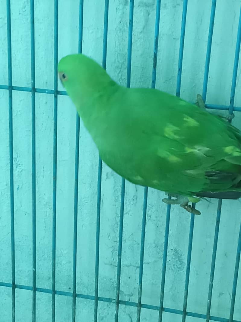 Parrot Pair 8