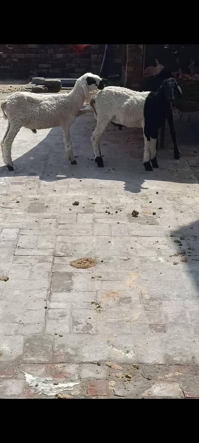 sheep | mundre | chatry 03211431928 WhatsApp