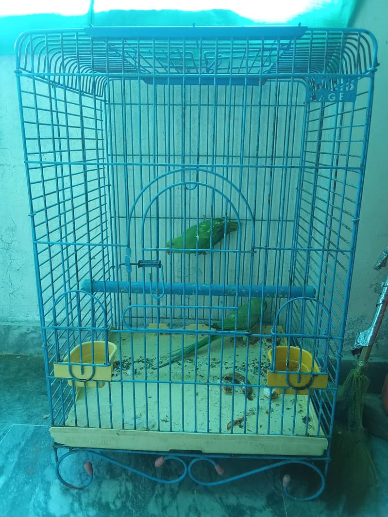 Parrot Pair 9