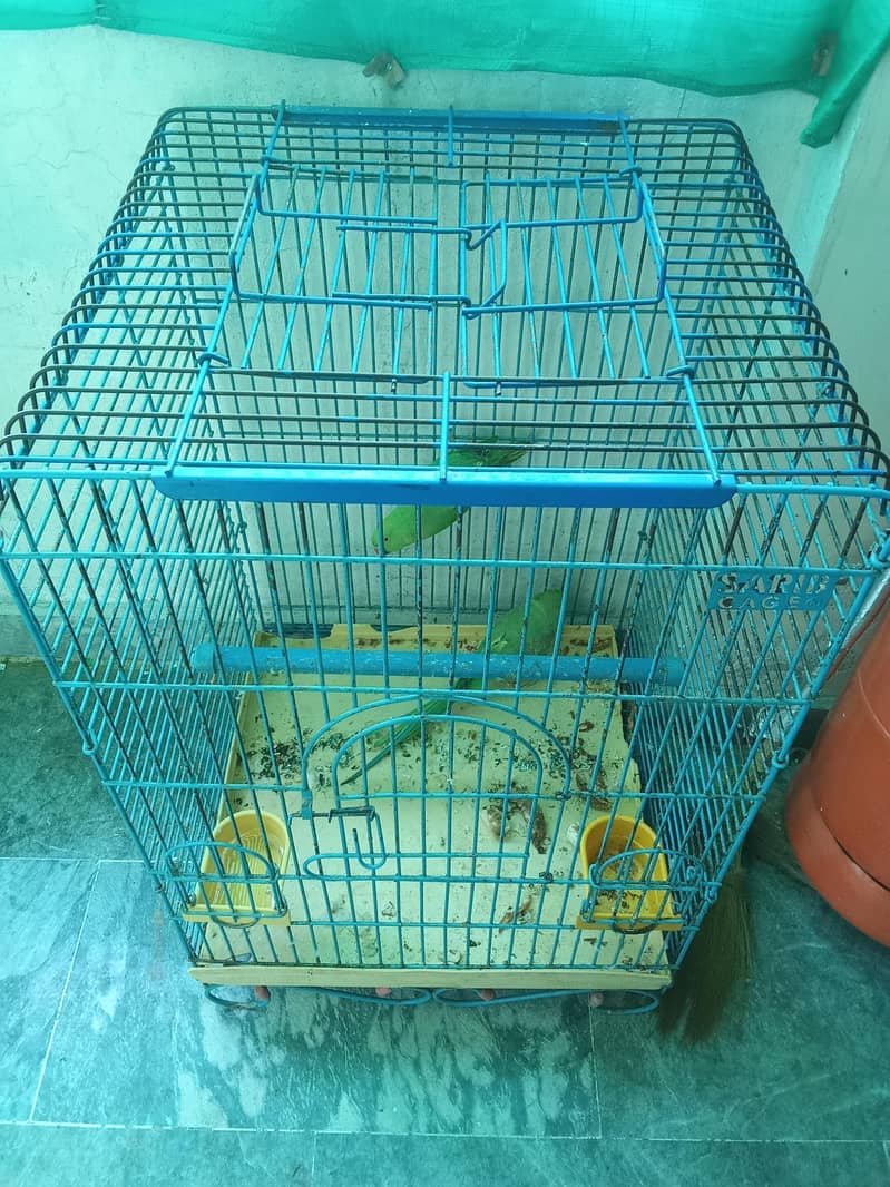 Parrot Pair 10