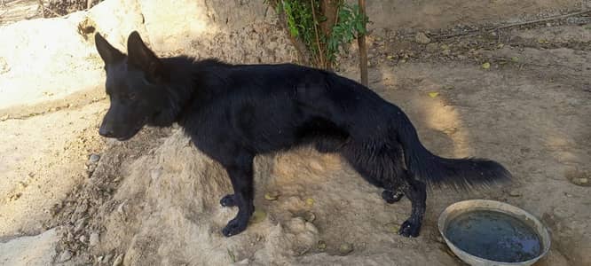 black German Shepherd male |long coat |Gsd Dog | male dog