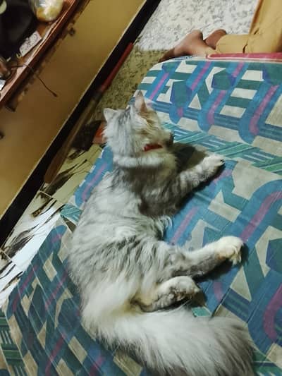 I need to sale this for urgent if someone interested to call me plz