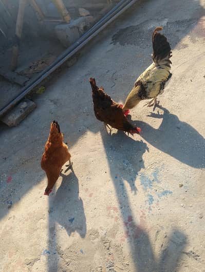 sale hens
