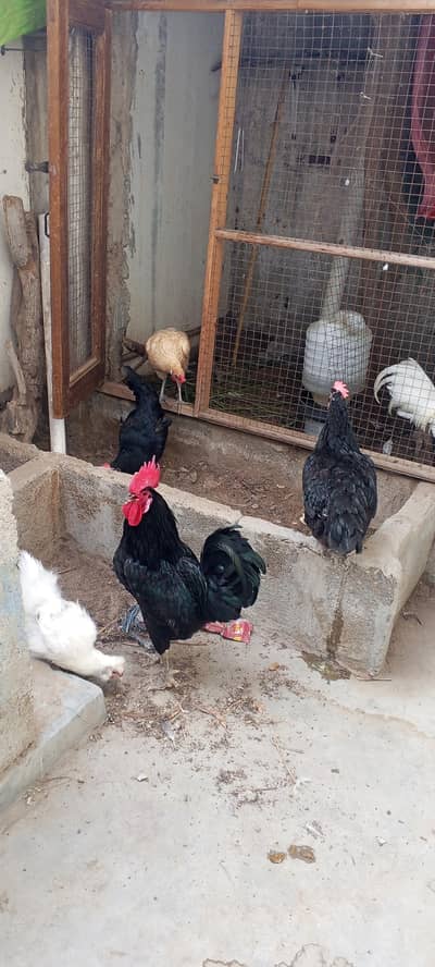 Australorp Breeder Trio Pair