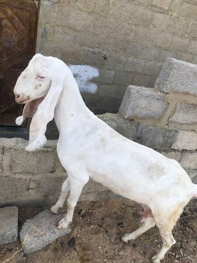 Gulabi Goat for sale