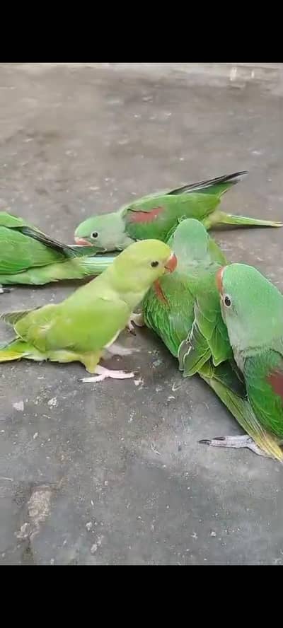 Raw And Ringneck hand tamed Self feed chicks for Sale