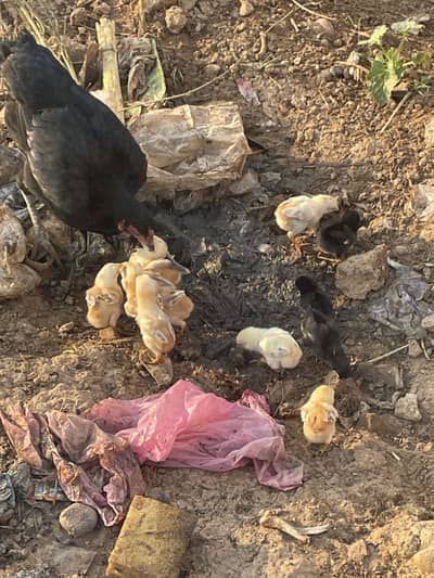 Aseel chicks