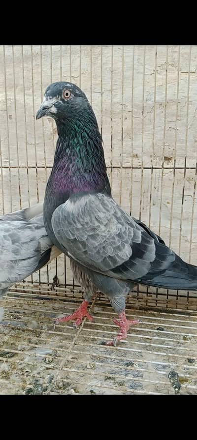High-Flyer Teddy x Kamagar Parwazi Jora (Pair) for Sale