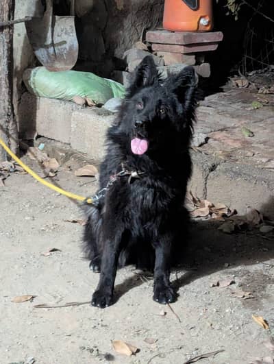 Black German Shepherd