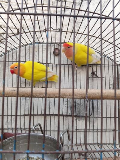 lovebirds