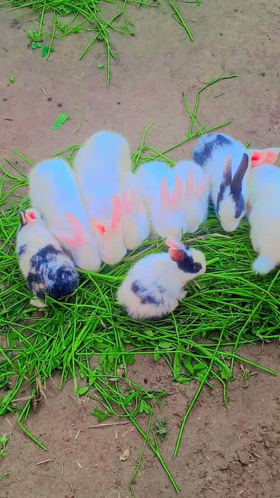 cute and Healthy white & black Rabbits Available for sale