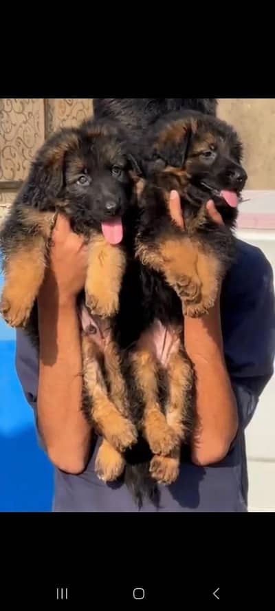 German shepherd puppies available for sale