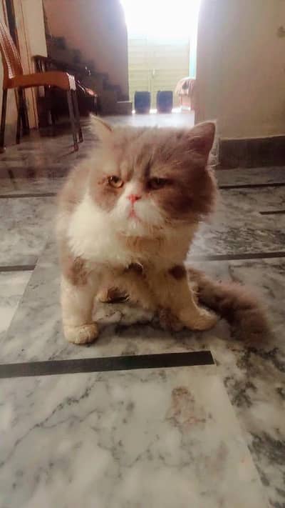 pikki male