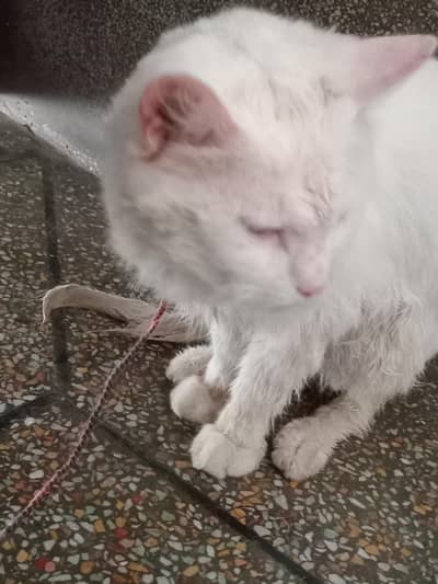 white Persian