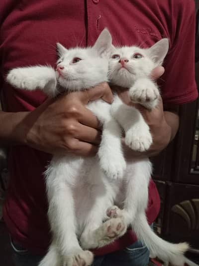 Pure Persian kittens pair Homebreed