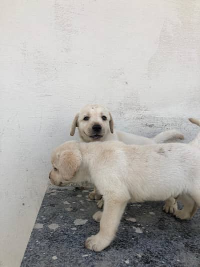 labrador pups pair. healthy and active.