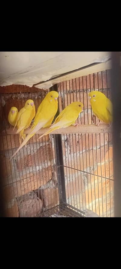 3 KING SIZE Self Chicks Available For Slae