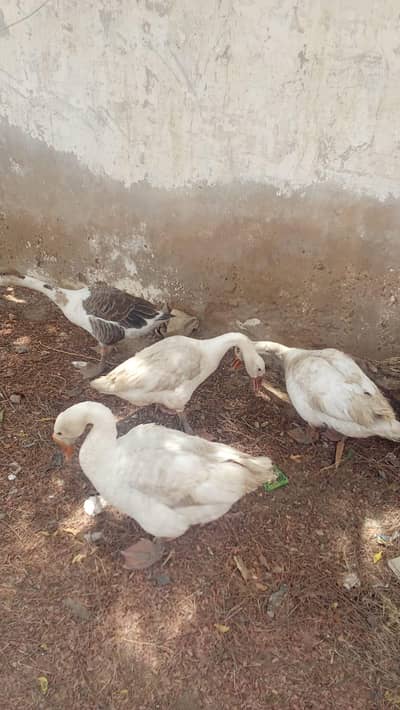 selling ducks