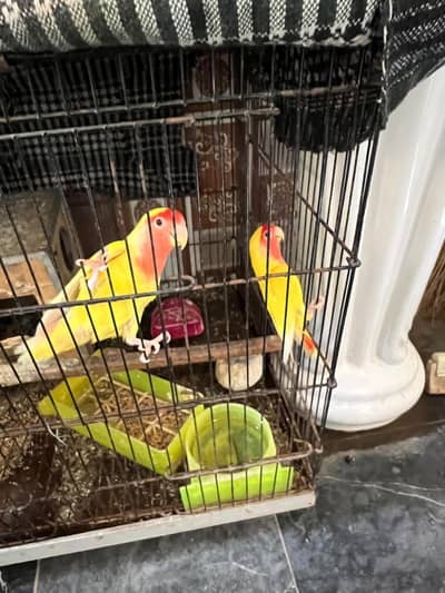Love Birds