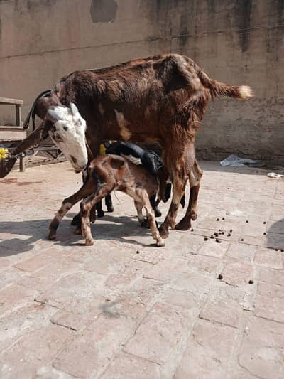 Bakri /goat for sale
