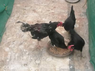 aseel murgha with three australorp hens