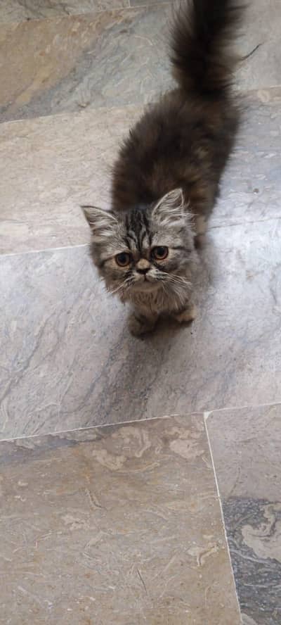 grey colored double coated percian cat