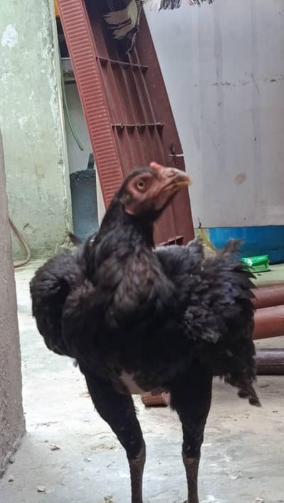 aseel hen for sell 03104130606