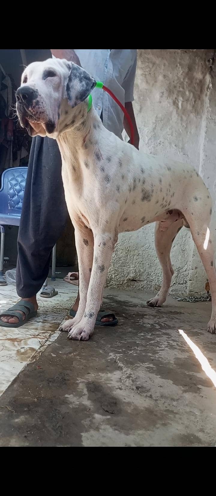 bully dog 0