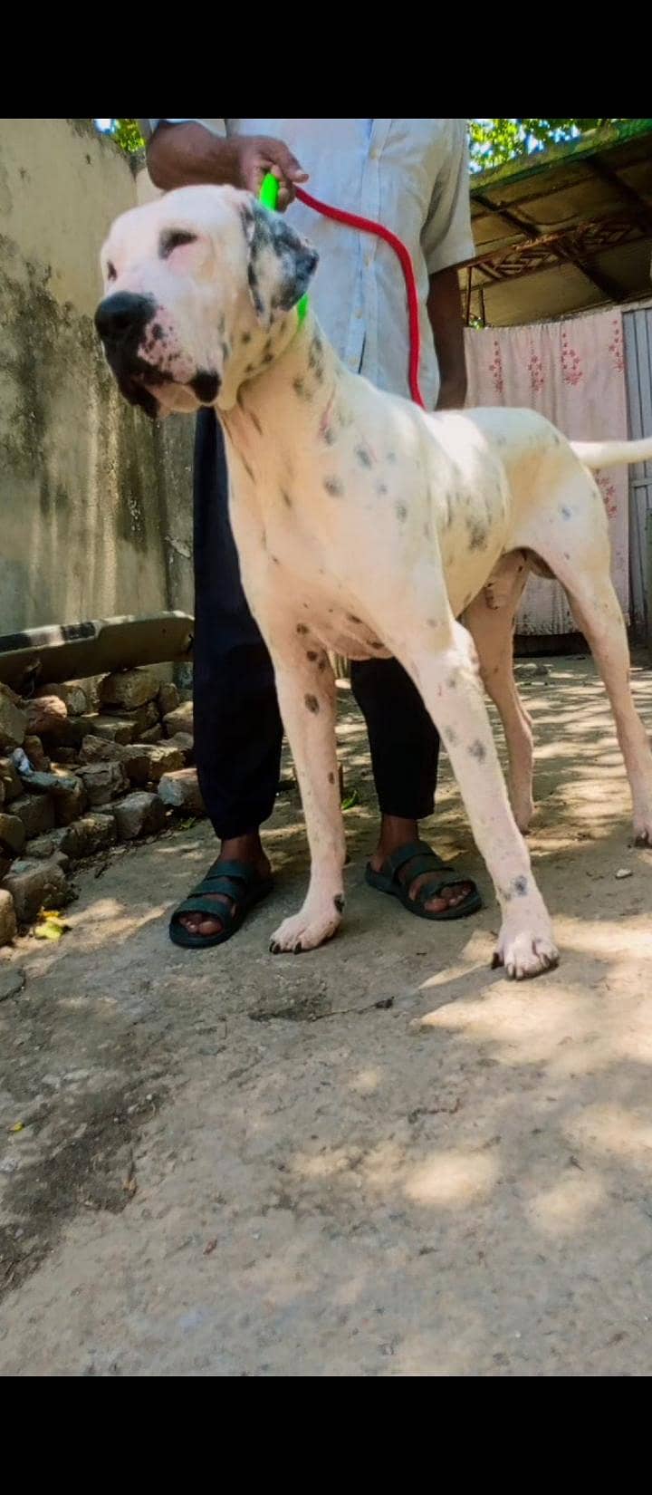bully dog 1