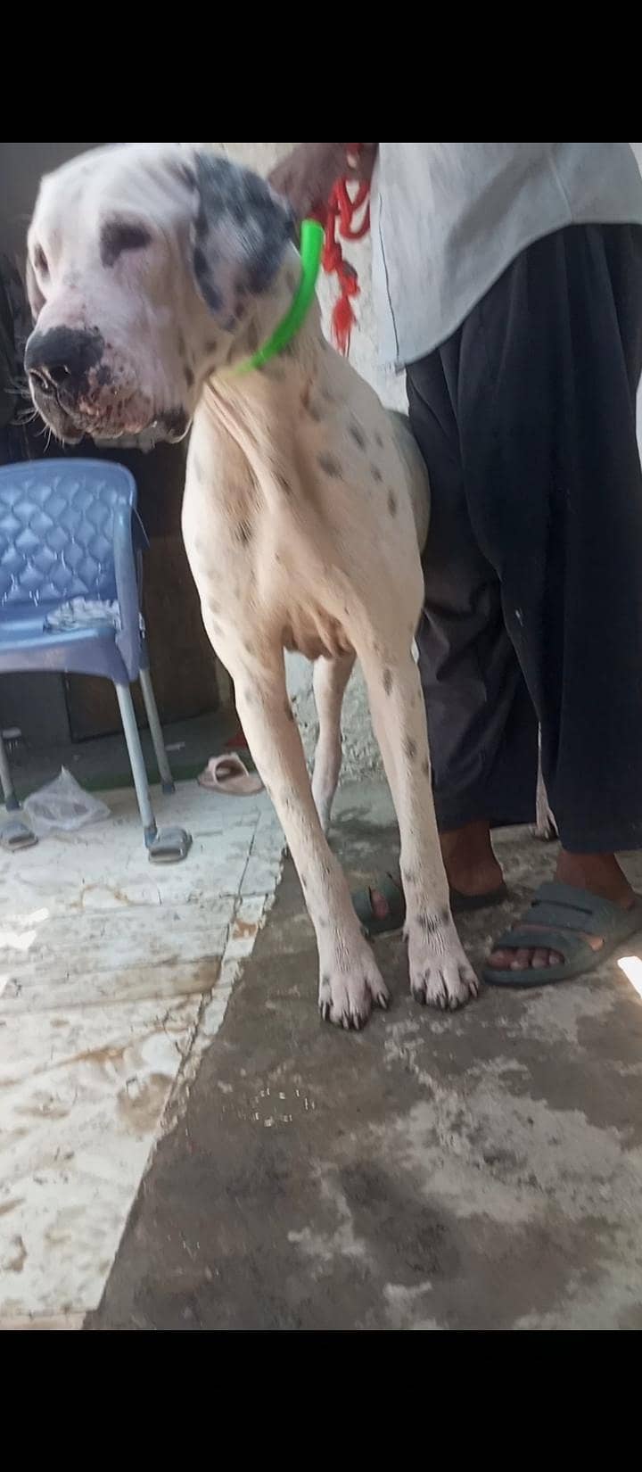 bully dog 2