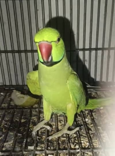 Parot for sale