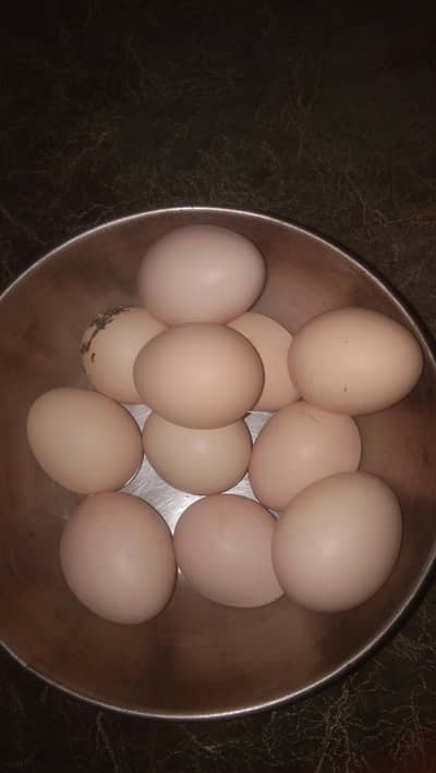 fresh fertile fertile egs for chicks pure aseel. 2 types ky eggs hyn .