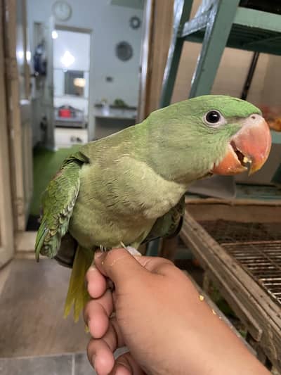 Handtame raw parrot chicks