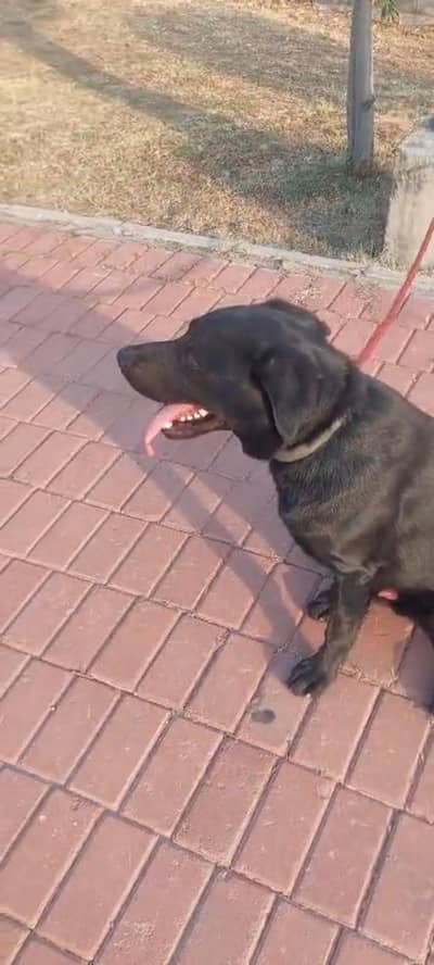 Dog .