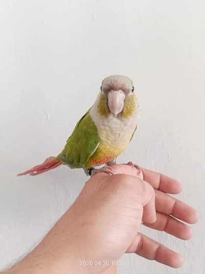 conure pineapple green