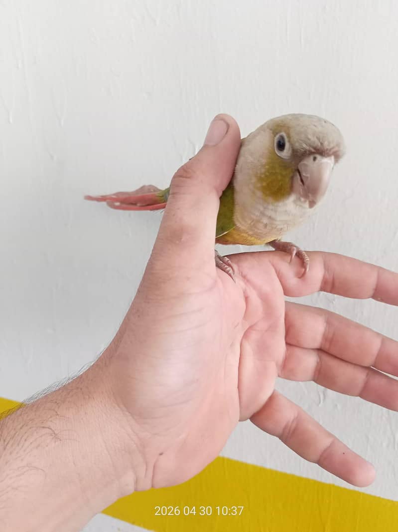conure pineapple green 1