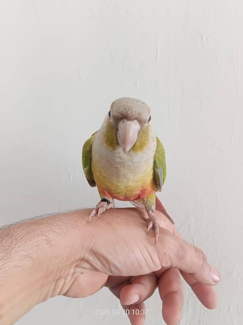 conure pineapple green 2