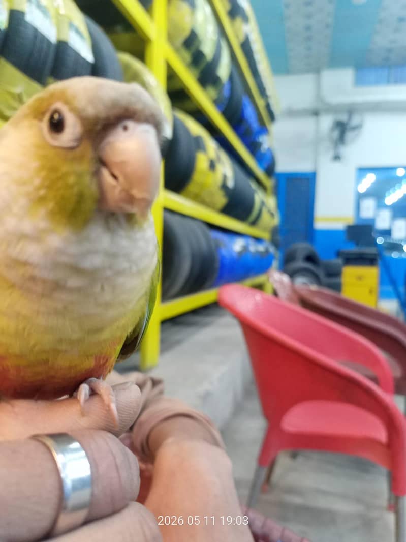 conure pineapple green 3