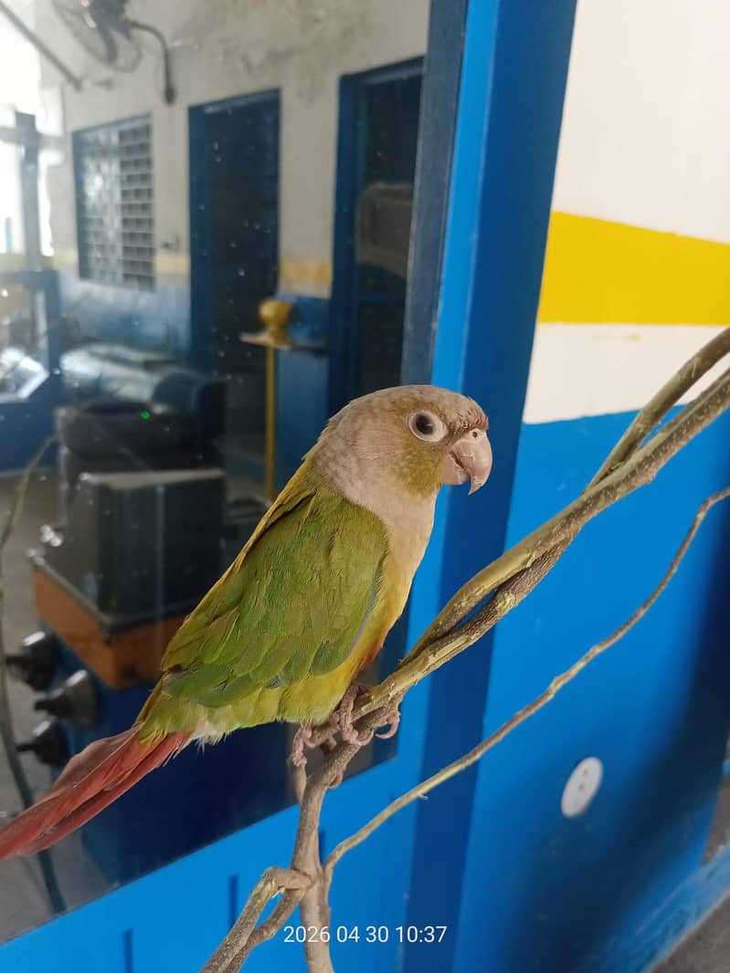 conure pineapple green 4