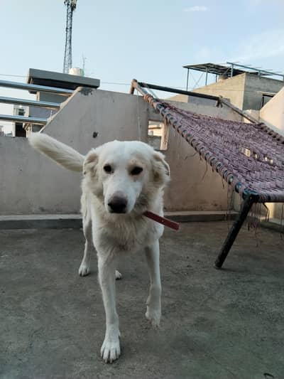 Guardian Dog