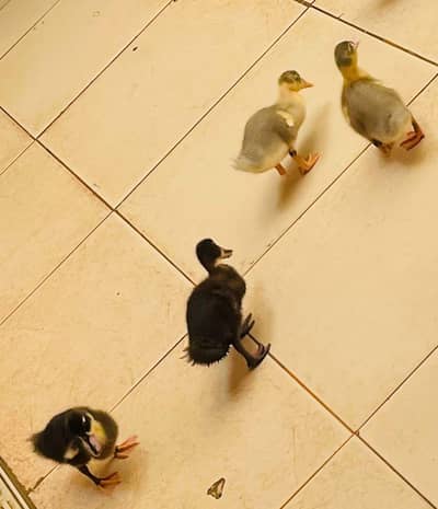 Duck Pair with 4 ducklings of age 1month for sale
