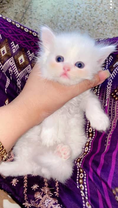 Persian kittens for sales