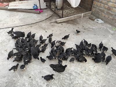 Australorp chicks | Black Australorp | Pure Australorp
