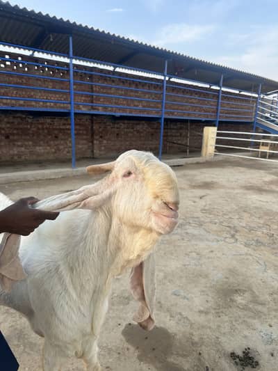 Sindhi gulabi breeder goat