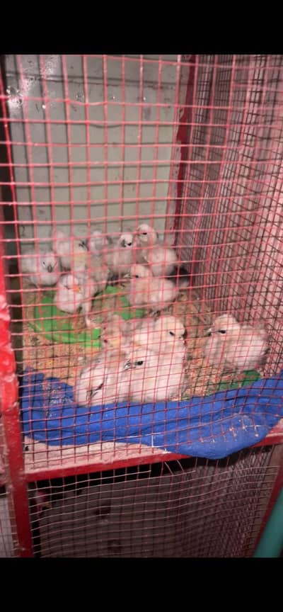 Silky bantam cross chicks plus Aseel